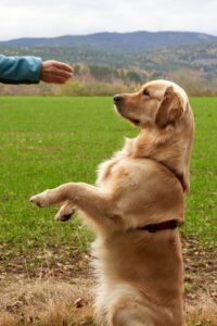 Cómo Enseñar a tu Perro a Sentarse en 5 Pasos Simples