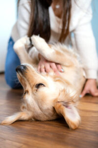 Introducción a la Sanación Energética para Mascotas: Una Guía para Principiantes