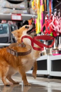 Los 10 Accesorios Esenciales para el Paseo Perfecto con tu Perro