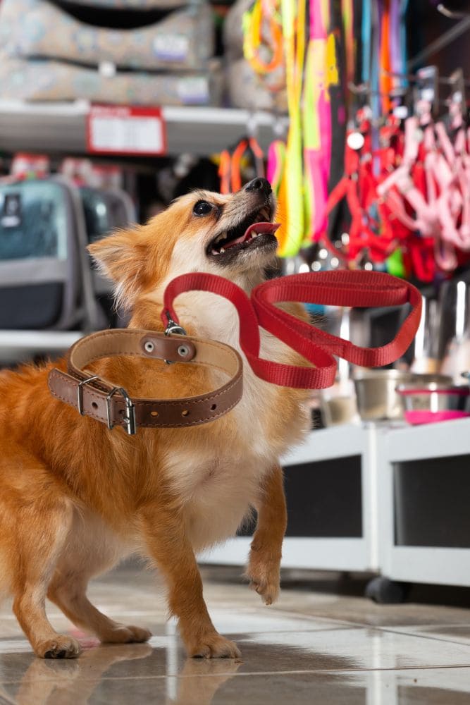 Los 10 Accesorios Esenciales Para Tu Perro