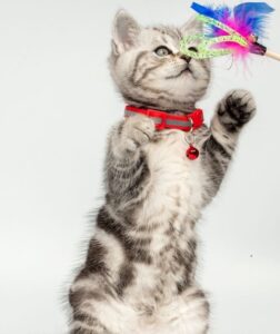 Accesorios Divertidos para Gatos