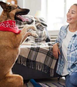 Consejos para Entrenar a tu Perro en Casa