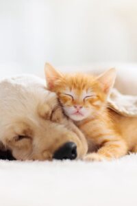 Consejos para Socializar a tu Cachorro
