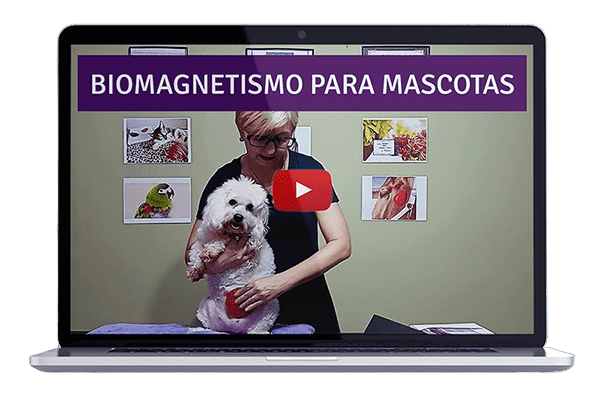 Magnetoterapia para Mascotas