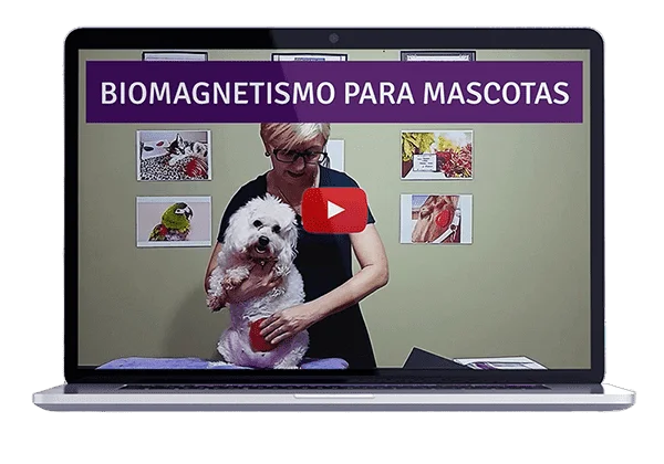 Magnetoterapia para Mascotas