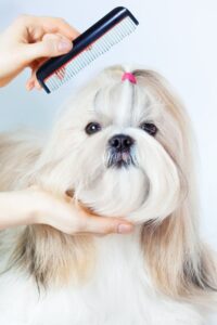 Tendencias de Cortes para Perros y Gatos