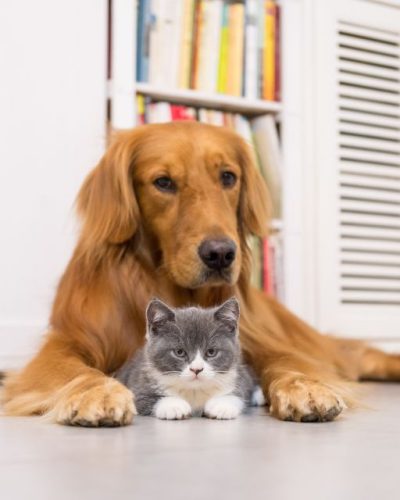 Curso Mascotas Sanas - Esto es para ti si