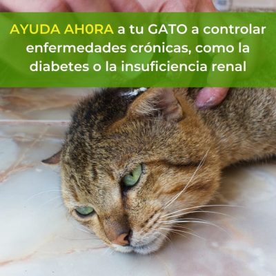 Ebook 100 Recetas Felinas (8)