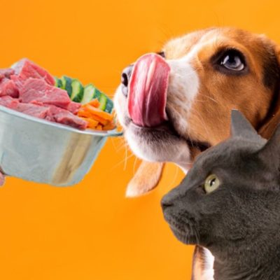 Mascotas Sanas 1 (1)