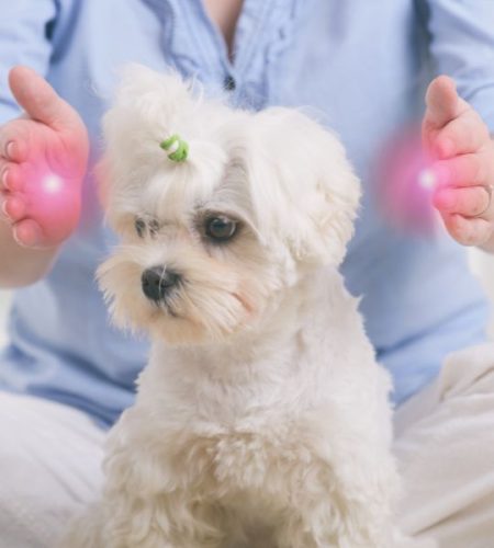 Reiki para Mascotas Canalizando Energía Positiva y Sanadora – Kats Mascotas 1 Reiki para Mascotas Canalizando Energía Positiva y Sanadora - Kats Mascotas 1